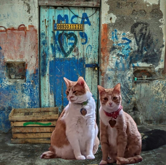 Meet your Posher, Courtney - Picture 5 of 5